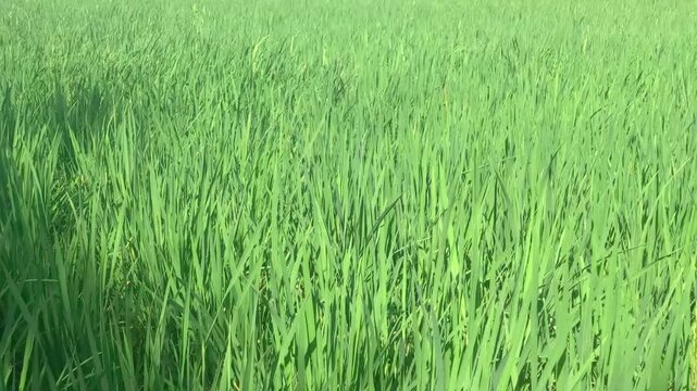 Lush green paddy rice field background under bright morning sunlight