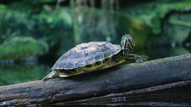 Red-eared slider turtle resting on a log in nature
