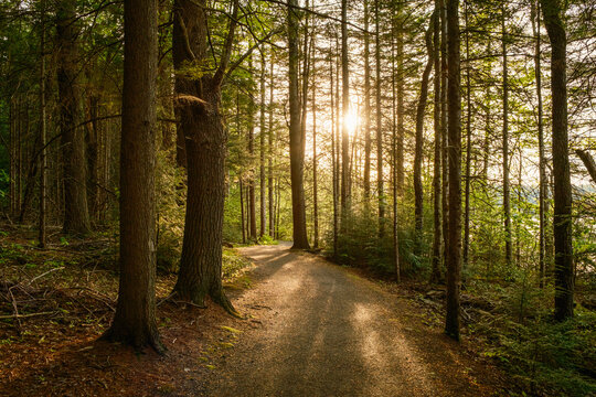 Forest path illuminated by the setting sun at DAR Forest, Goshen, Massachusetts