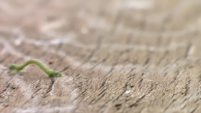 Tiny green caterpillar inches along weathered wooden surface in macro detail