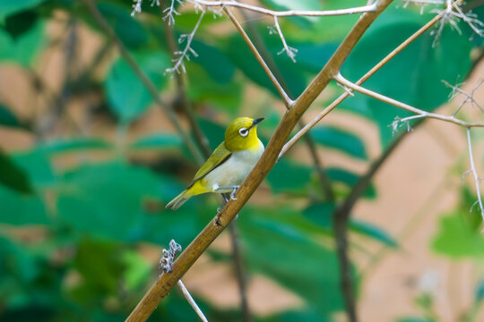 Swinhoe's White-eye