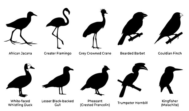 African Wetland Birds Silhouette Vector Set with Jacana Flamingo Crane and Finch