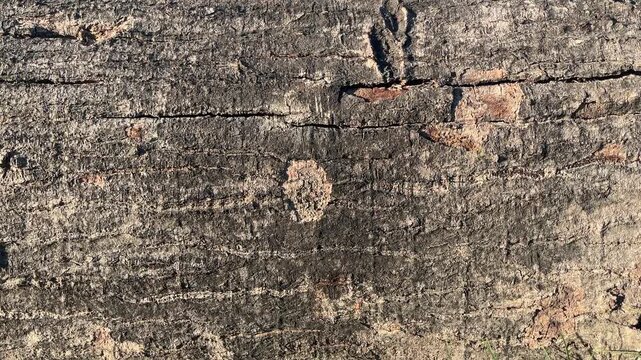 Close up view of tree bark texture with shadows. Side. Copy space, empty, free, negative, text, detail. Texture, detail. Wood, wooden. backgrounds. Background. sunlight, sunshine. brown. top, high