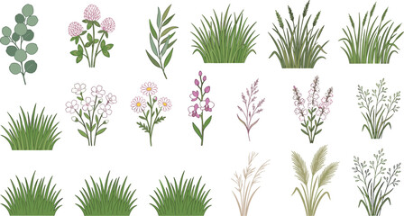 Botanical grass and wildflower vector collection featuring meadow plants eucalyptus foliage herbs and natural floral illustration elements © Prodip