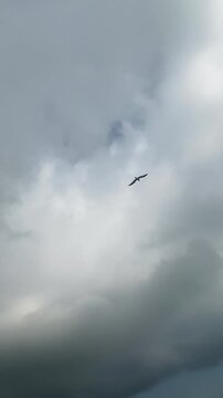 Serene seagull raptor migration of birds sea beach twilight coast landscape marine flying wings Batumi coastline BlackSea sunset mountain forest skyline birdwatching avian wildlife panoramic horizon