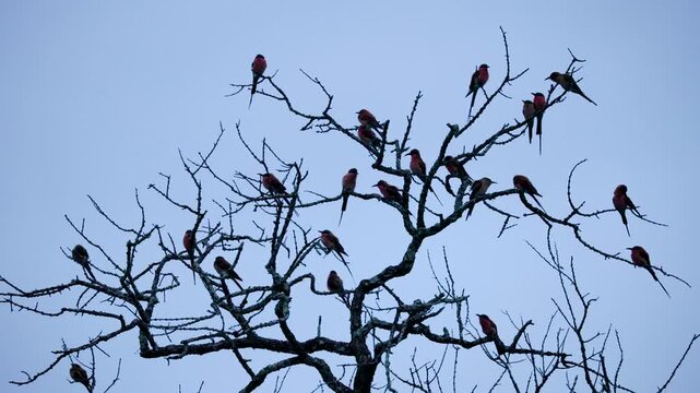 A large group of colorful carmine beeeaters resting on a silhouette tree in Greater Kruger, South Africa. Authentic wildlife behavior during the blue hour.
