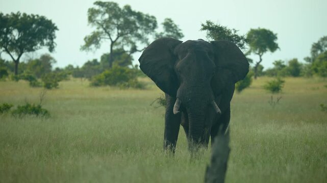 A large African elephant bull with tusks walks through the savanna grasslands of South Africa. Authentic wildlife encounter suitable for nature documentaries and conservation stories.