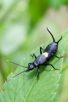 Black earwig insect with long antennae and pincers resting on green leaf in natural outdoor environment, showing detailed body texture and segmented legs