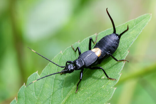 Black earwig insect with long antennae and pincers resting on green leaf in natural environment