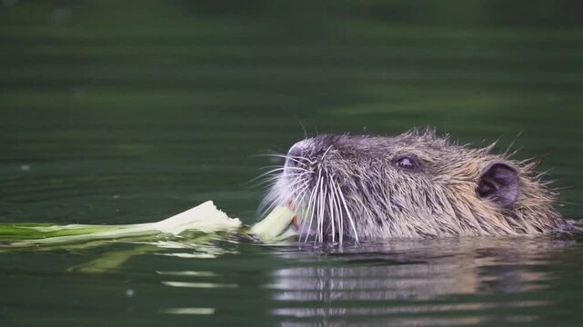 Semiaquatic rodent Myocastor coypus swims at surface, chewing a long plant stem in still dark water, useful for ecology or invasive species topics.