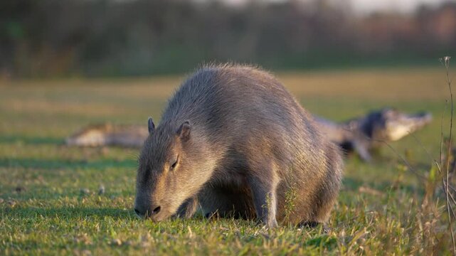 Capybara feeds on grass while yacare caiman rests in the background on open wetland pasture, showing predator and prey sharing habitat in the Ibera Wetlands of Argentina. Rack Focus