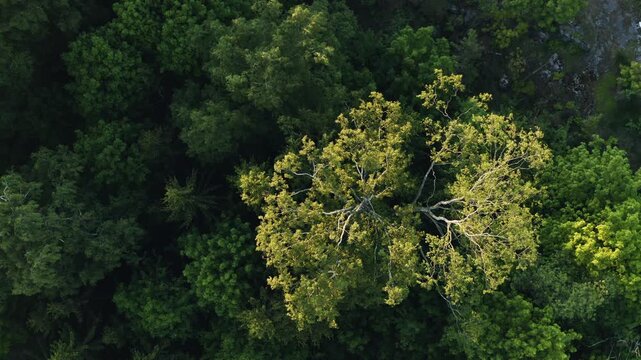 Birds eye view ascending over green woods with one bright yellow tree in Finland