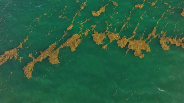 Top down drone shot of large sargassum rafts floating across turquoise open sea, with birds flying around the algae patches, highlighting marine ecology and environmental change.