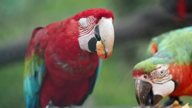 Colorful parrots eat fruits in the park
