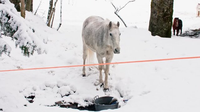 Beautiful dapple-gray horse standing in the snow and drinking water from a bucket. Other horses are visible in the background in a winter scene
