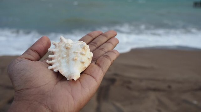 Holding a seashell on the beach
