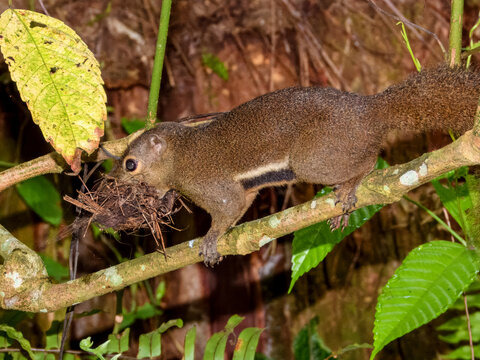 Plantain Squirrel (Callosciurus notatus) in Singapore