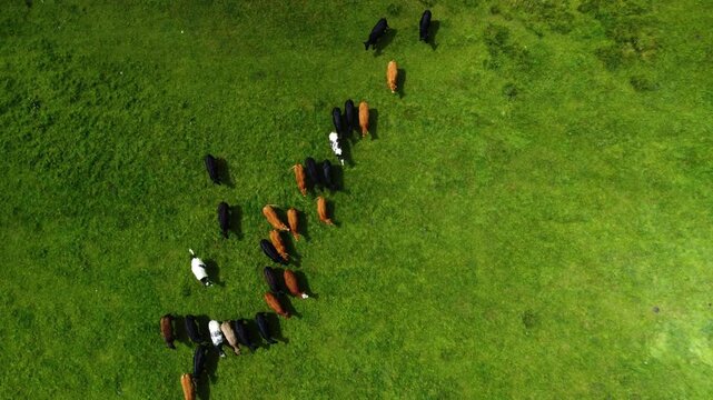 Mixed black, brown and white cattle cluster on a vivid green grass field, viewed from directly above in daylight.