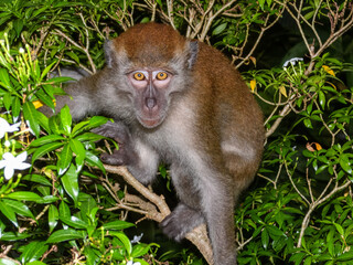 Long-tailed Macaque (Macaca fascicularis) in Singapore © Imogen