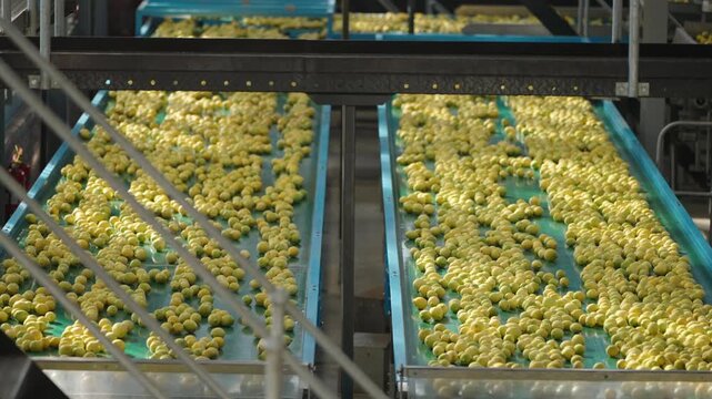 Freshly harvested lemons travel along multiple blue belts inside a lemon processing plant factory.