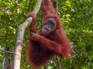 Sumatran Orangutan (Pongo abelii) in Sumatra © Imogen