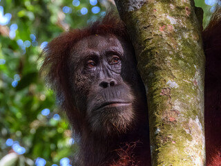 Sumatran Orangutan (Pongo abelii) in Sumatra © Imogen