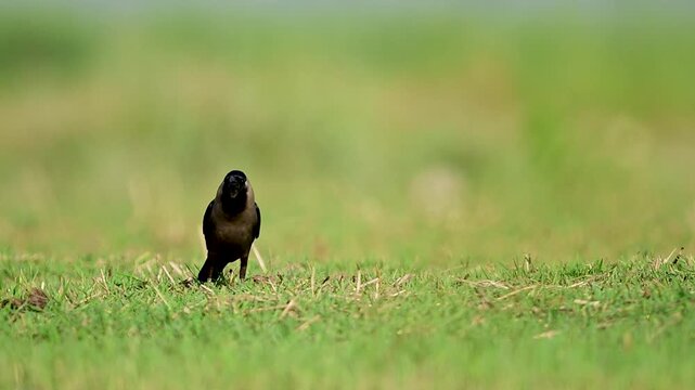 A medium-sized corvid rests alertly with an upright posture, its open-mouthed call adding a strong dynamic element to the quiet landscape.