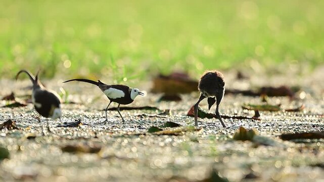 Territorial behavior of Pheasant-tailed Jacanas recorded in a freshwater marsh as a young Grey-headed Swamphen explores nearby.