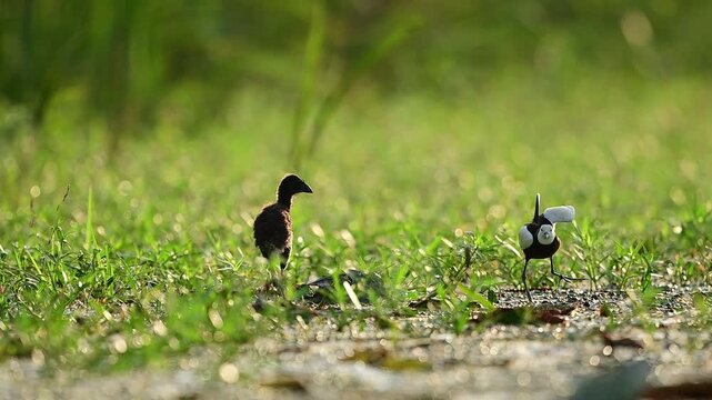 A beautifully balanced avian portrait where unique structural adaptations, active natural light, and the raw instinct of a Pheasant-tailed Jacana defending its territory merge into a single frame.