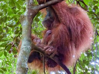 Sumatran Orangutan (Pongo abelii) in Sumatra © Imogen