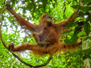 Sumatran Orangutan (Pongo abelii) in Sumatra © Imogen