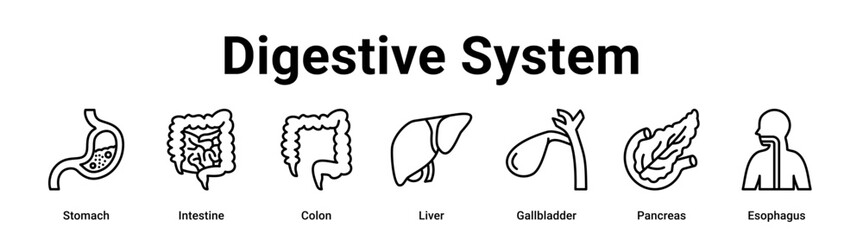 Obraz premium Digestive System web banner icon vector illustration concept for medical with icon of Stomach, Intestine, Colon, Liver, Gallbladder.