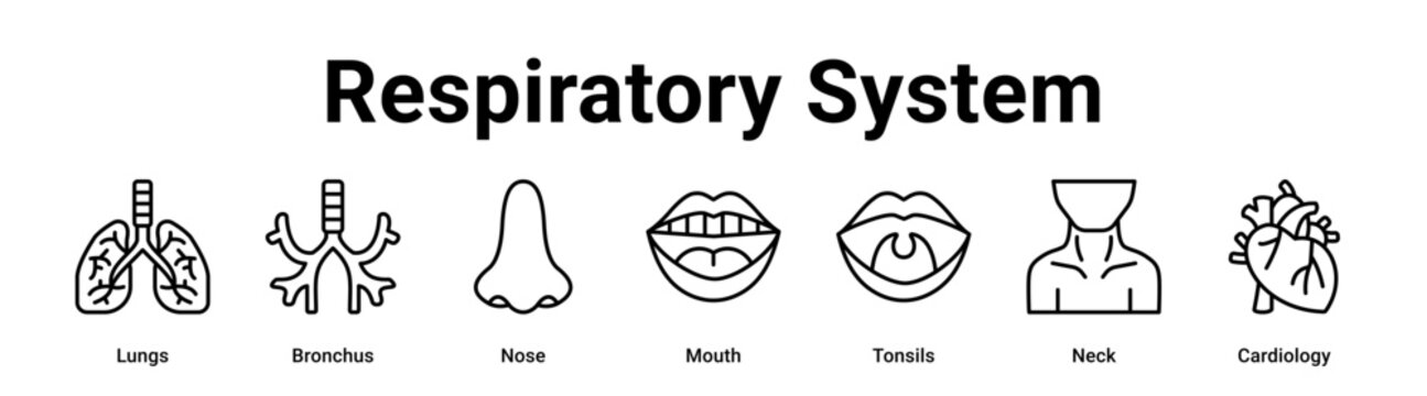 Respiratory System web banner icon vector illustration concept for medical with icon of Lungs, Bronchus, Nose, Mouth, Tonsils.