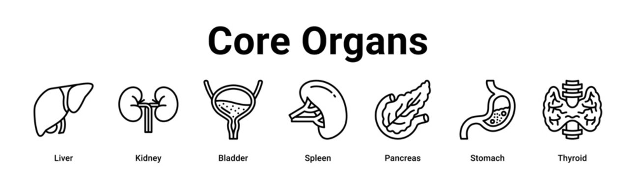 Core Organs web banner icon vector illustration concept for medical with icon of Liver, Kidney, Bladder, Spleen, Pancreas.