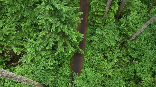 A lush, picturesque forest thrives in Oregon where large trees and rainfall are plentiful. The scenic Pacific Northwest is known for it vast expanses of forest, mountains, and rivers.