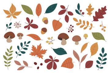 Fototapeta premium Flat vector autumn leaves collection. Cute hand drawn fall foliage, forest mushrooms and botanical elements isolated on white background 