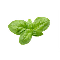 Fototapeta premium Fresh Basil Leaves Isolated on White Basil