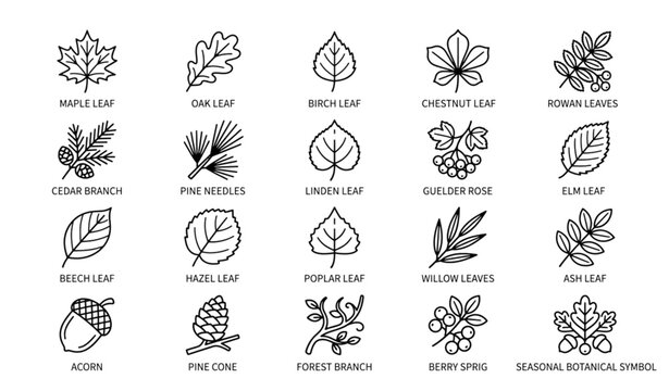 Modern Autumn Leaf Monoline Icon Pack