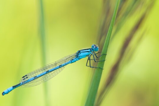 A common blue damselfly sits on a grass stalk. Portrait of a common bluet. Enallagma cyathigerum