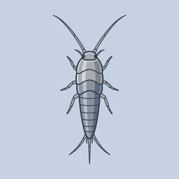 A detailed illustration of a silverfish insect on a plain background