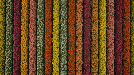 Obraz premium Aerial top view of parallel cultivated flower rows vibrant color bands, serene pattern