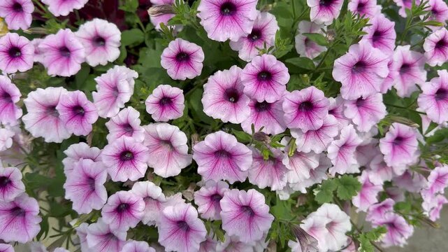 Video of pink blooming petunias (Lat. Petunia, Solanaceae family) on flower bed in city park on summer day. Beautiful floral background. Concept of city landscaping, urban environment