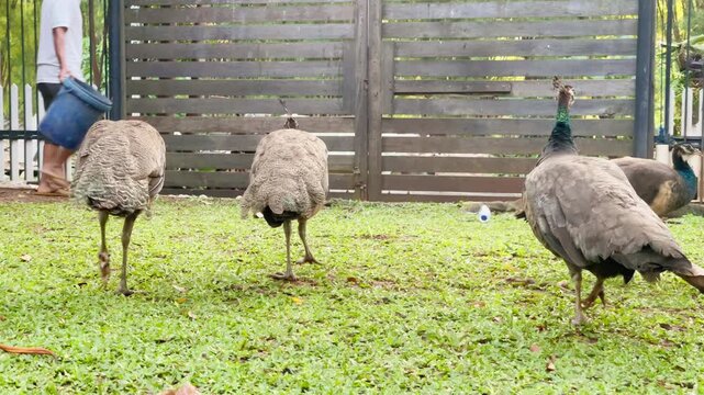 a group of indian peafowl walking away in the afternoon, young peacock and peahen walking in group