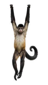 PNG Spider monkey hanging rope gracefully.