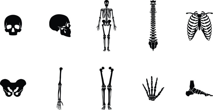 "Human skeleton silhouette icons, skull, spine, rib cage, pelvis, arm bones, leg bones, hand skeleton, foot skeleton"