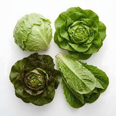 Fototapeta premium Fresh Lettuce Collection Isolated on White Background – Iceberg, Butterhead, Romaine and Red Leaf Lettuce