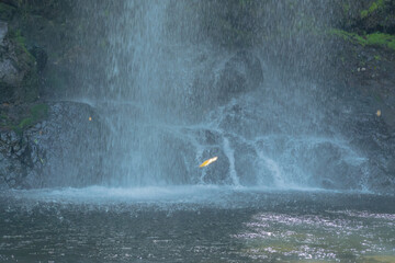 Magical Hidden Jungle Waterfall with Floating Autumn Leaf in Air © Omni Visuals