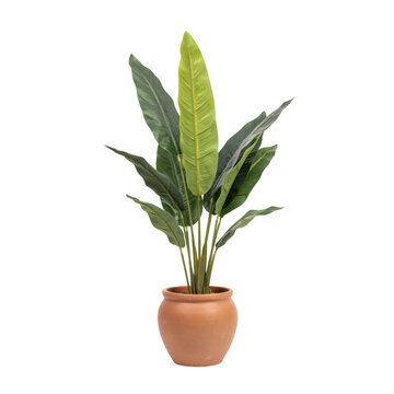 A studio photograph of a Bird of Paradise plant with large dark green wavy edged leaves in a terracotta-colored pot on transparent background
