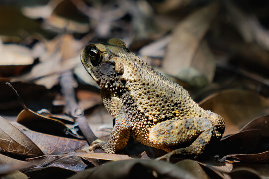 Wild Cane Toad Camouflaged in Autumn Forest Floor Leaf Litter