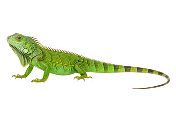 Fototapeta premium Green iguana reptile isolated on png isolated background